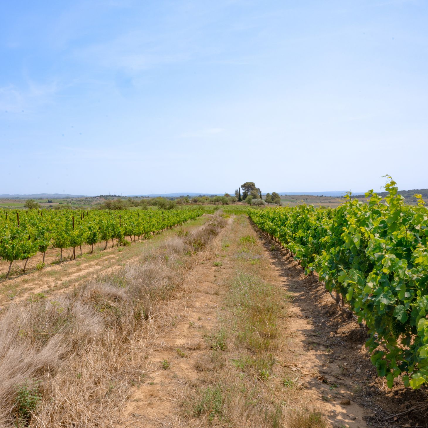 Vignes Roche Mazet Pays d'Oc