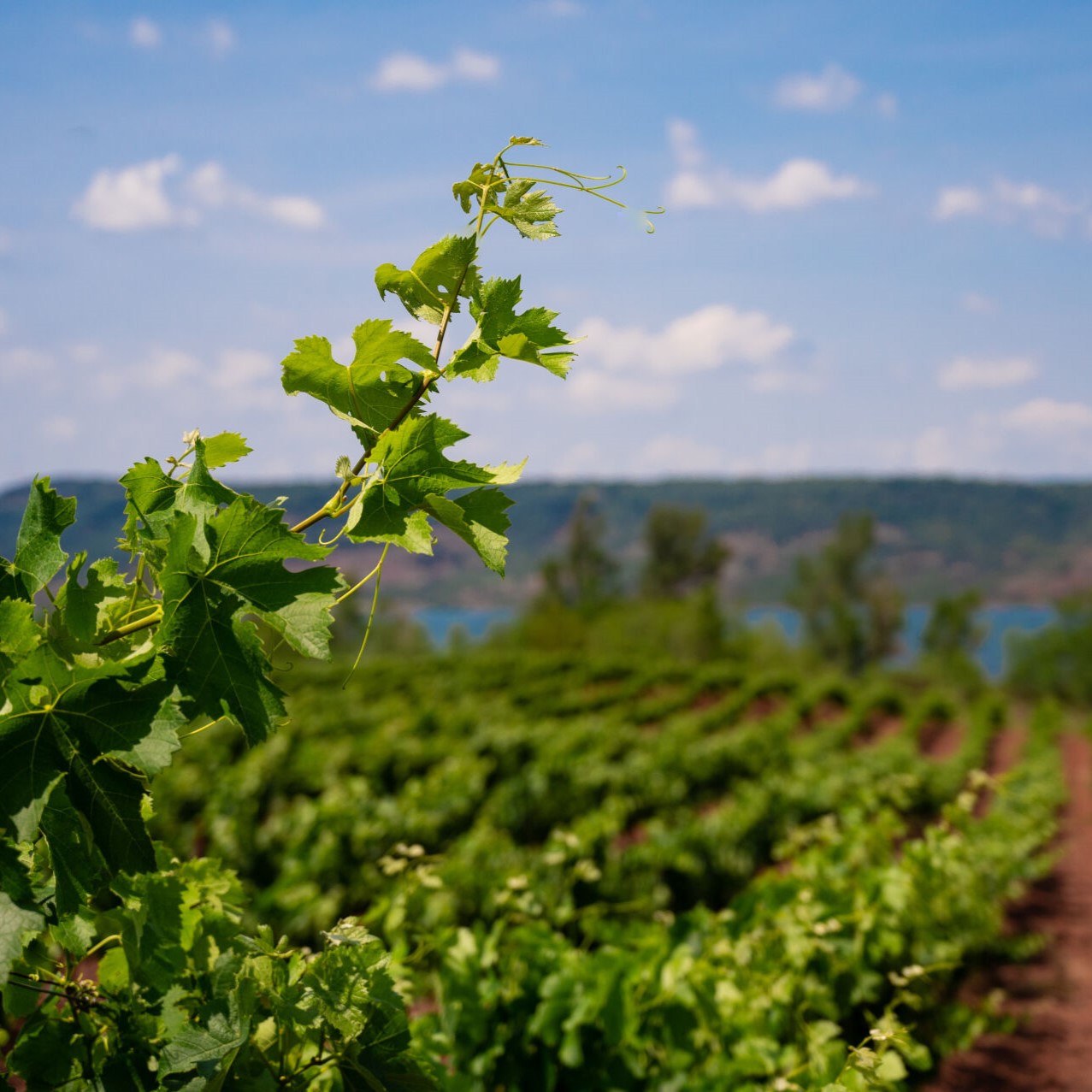 Vignes du pays d’oc sauvignon blanc – Clairement blanc Roche Mazet 
