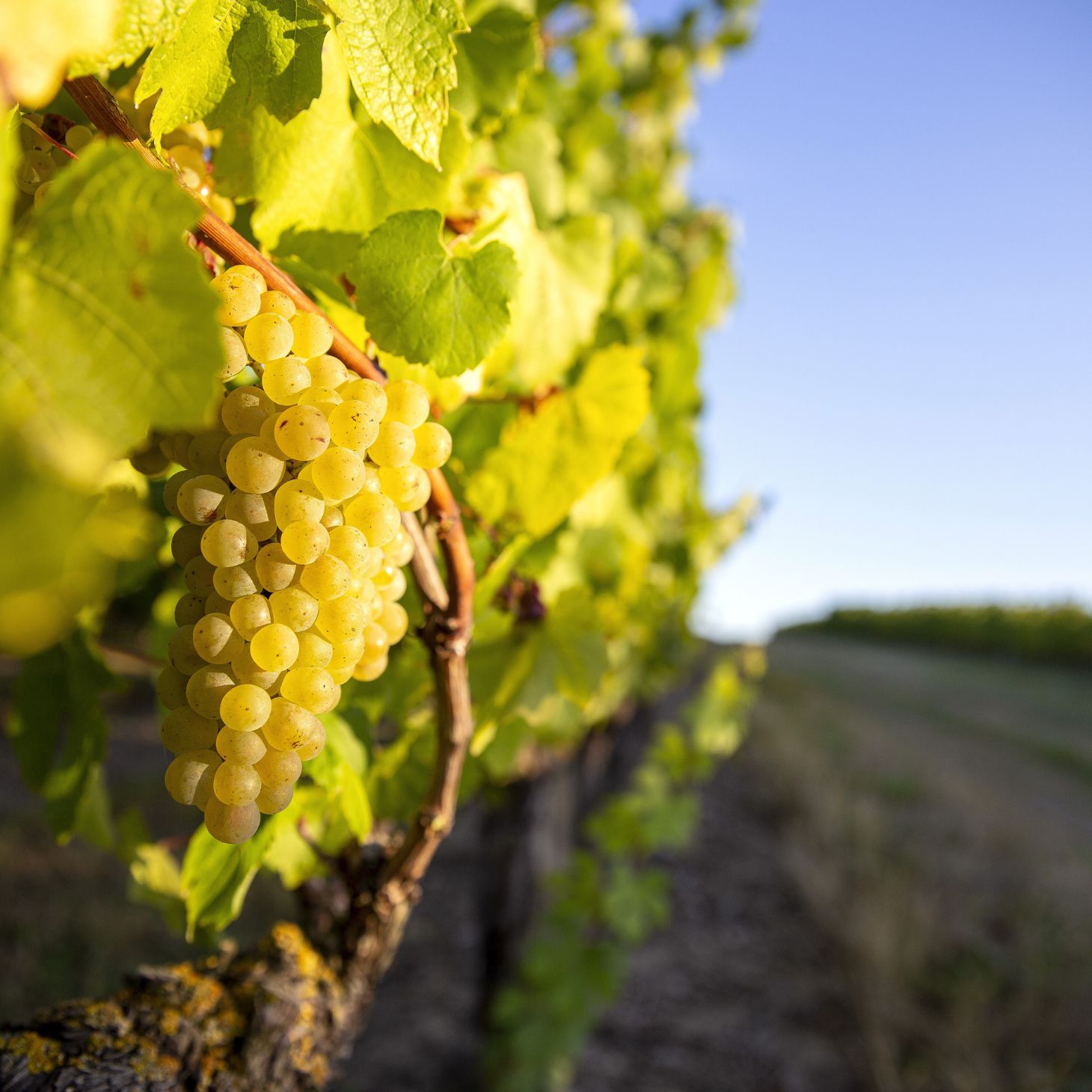 Vignes de Sauvignon blanc Rocge Mazet au Pays d’Oc